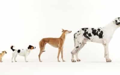 Povijest Domesticiranja