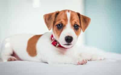 Informacije za štene od 0-1 tjedna (novorođeno štene – detaljne informacije)