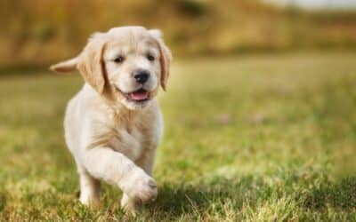 Informacije za štene od 8-12 tjedna (novorođeno štene – detaljne informacije)