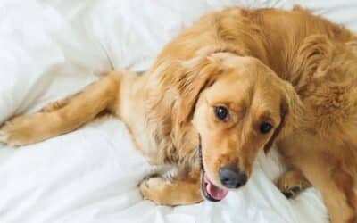 10 Jednostavnih Savjeta Za Čišćenje Pseće Dlake