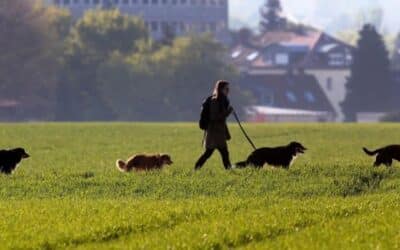 5 Razloga Za Svakodnevnu Šetnju Vašeg Psa