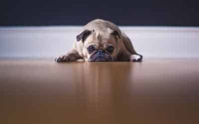 Zašto Psi Vuku Stražnjicu Po Podu?