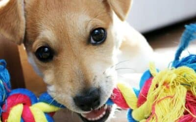 7 Blagodati Igranja S Psom