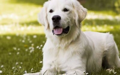 Informacije za štene od 3-6 mjeseci (detaljne informacije)