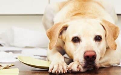 25 Brzih i Jednostavnih Načina Za Ublažavanje Dosade Pasa