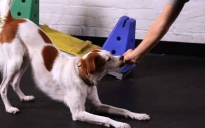 10 savjeta za bolju mentalnu stimulaciju tvog psa