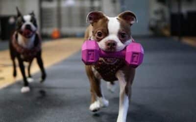 Gubitak Težine za Pretile Pse