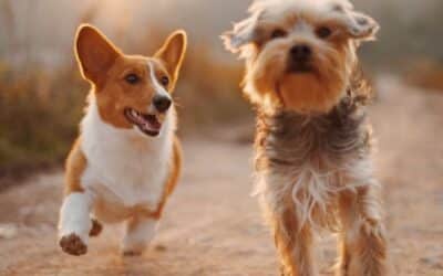 59 Jednostavnih Životnih Trikova Za Vlasnike Pasa