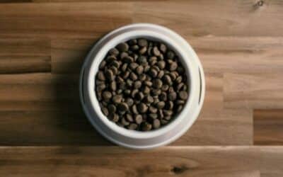 CricksyDog online intervju s popularnim veterinarom: Damir Škrtić (5. dio: kojim simptomima može pomoći redovita konzumacija vrhunske hipoalergene pseće hrane)