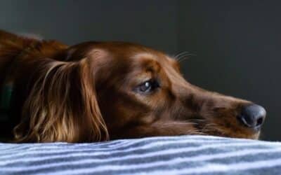 Zašto Moj Pas Ne Jede?