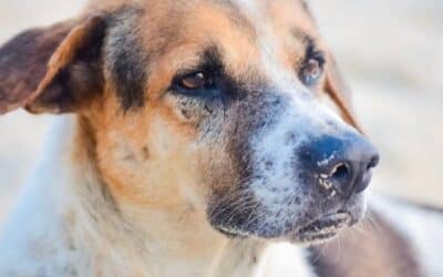 Alergije na hranu (Kritične informacije za vlasnike pasa)