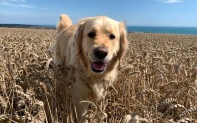 CricksyDog online intervju s popularnim veterinarom: Damir Škrtić (4. dio: koje alergije može izazvati pšenični gluten kod pasa)