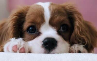 Koliko Biste Trebali Hraniti Vaše Štene