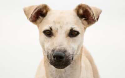 Ako Je Vaša Pasmina Na Ovom Spisku, Obratite Pozornost Da Tjedno Čistite Njihove Uši!