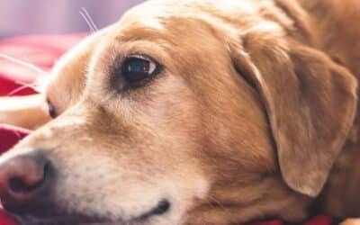 5 Savjeta Da Olakšate Alergije Kod Starijih Pasa