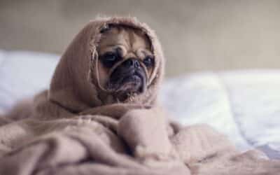 7 Tajnih Načina Da Vam Pas Govori Da Je Pod Stresom