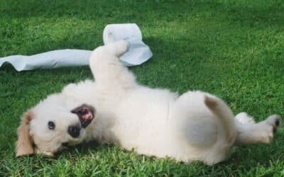 Istraživanje Pokazuje Da Psi Imaju Buntovnu Tinejdžersku Fazu