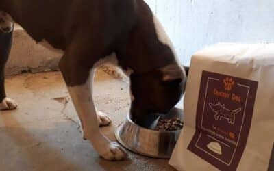 CricksyDog online intervju s popularnim veterinarom: Damir Škrtić (6. dio: na kojoj temperaturi se proizvode hrane)