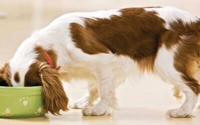 CricksyDog online intervju s popularnim veterinarom: Damir Škrtić (7. dio: pas koje dobi može jesti hranu)