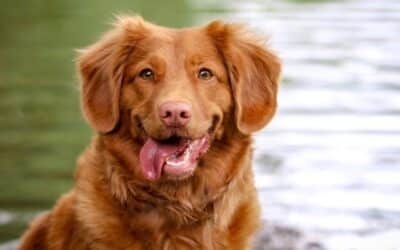 5 Načina Da Odgojite Neovisnog Psa