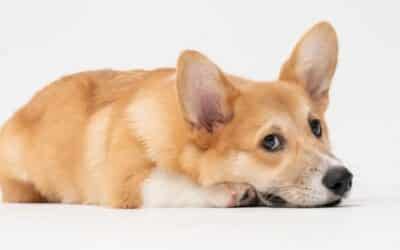 Da Li Vaš Stres Utječe Na Vašeg Psa? Znanost Kaže Da!