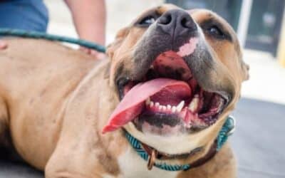 Jednostavni Načini Da Poboljšate Zdravlje Zubi Kod Vašeg Psa