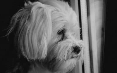 Zašto Je Gubitak Psa Ponekad Bolniji Od Gubitka Člana Obiteljii