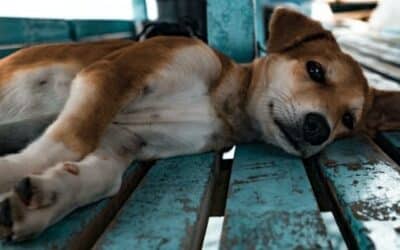 6 Razloga Zašto Psi Povraćaju A Da Je Povezano Sa Hranom