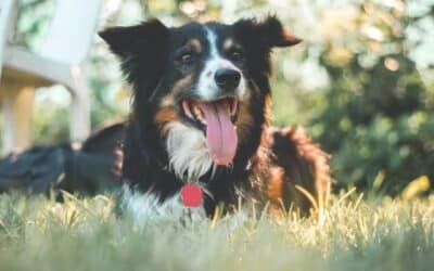 Savjeti Za Ljetno Održavanje: Brijati Ili Ne Brijati?