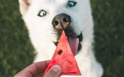 12 Sezonsko Voće & Povrće Koje Možete Podijeliti Sa Svojim Psom Ovog Ljeta