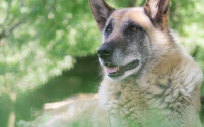 8 Nagrađujućih Razloga Zašto Udomiti Starijeg Psa