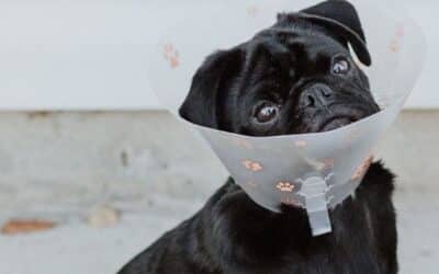 Zašto Psi Ližu Svoje Rane?