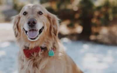 10 Savjeta Za Održavanje Forme Starijeg Psa