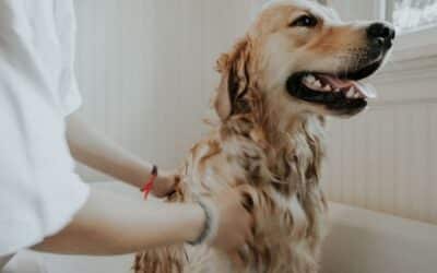 Kako Vašem Psu Olakšati Vrijeme Kupanje