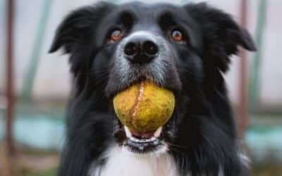 5 Razloga Zašto Je Igra Važna Za Pse