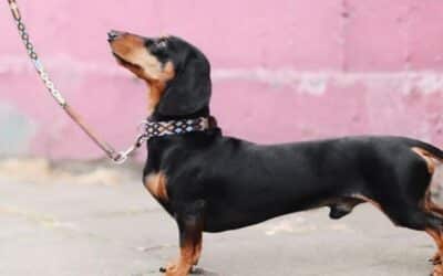 Kako Sam Zaustavio Psa Da Vuče Povodac