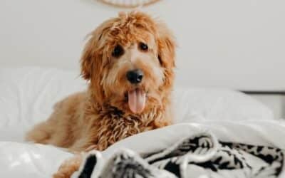 Istraživanja Otkrivaju da Žene Bolje Spavaju uz Psa