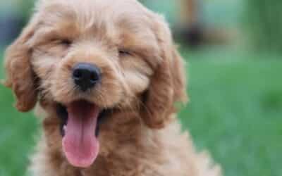 5+1 Jednostavnih Načina da Poboljšate Život Vašeg Psa