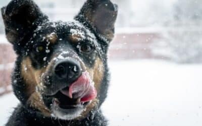 15 Savjeta za Njegu Psa Tijekom Zime