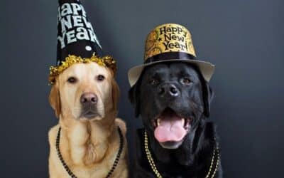 16 Savjeta za Sigurnost Vašega Psa Tijekom Silvestrova