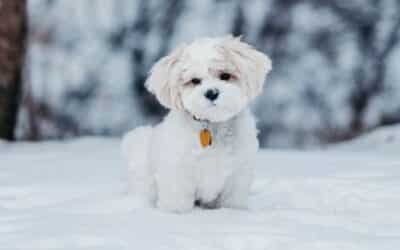 Bezbijednost ljubimaca tijekom zimskih praznika