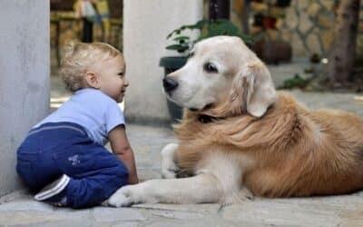 Donositi bebu doma: savjeti za navikavanje psa na novog člana obitelji