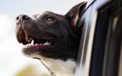 Spremna vožnja autom: kako bezbijedno zaštititi svog psa u vozilu