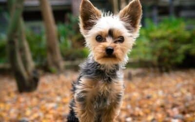 8 preslatkih pasmina pasa za roditelje kućnih ljubimaca s alergijama