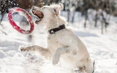 Zadržite svoga psa u dobroj formi sa ovim zabavnim vježbama