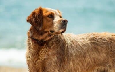 5 Jednostavnih Načina Da Ohladite Vašeg Psa Tijekom Vrućih Ljetnih Mjeseci Bez Klimatizacije