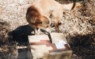 Savjeti kako zaustaviti vašeg psa od lajanja na dostavljače