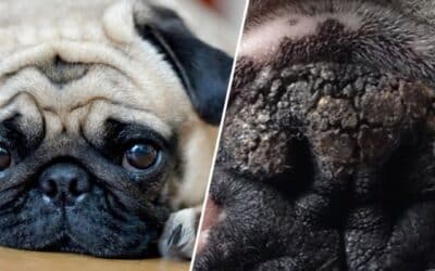 6 Prirodnih Sastojaka Da Ublažite Suh & Ispucan Nos Vašeg Mops-a