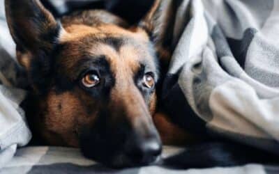 Kako Pomoći Svom Psu Tijekom Napadaja