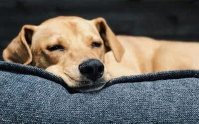 Što Je Infekcija Salmonelom Kod Pasa?